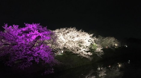 夜桜